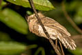 Blyth's Frogmouth Batrachostomus affinis continentalis