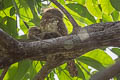 Blyth's Frogmouth Batrachostomus affinis affinis