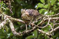 Blyth's Hawk-Eagle Nisaetus alboniger alboniger