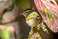 Blyth's Leaf Warbler Phylloscopus reguloides assamensis