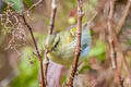 Blyth's Leaf Warbler Phylloscopus reguloides assamensis