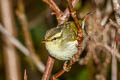 Blyth's Leaf Warbler Phylloscopus reguloides assamensis