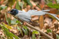 Blyth's Paradise Kingfisher Terpsiphone affinis indochinensis (Oriental Paradise Flycatcher)