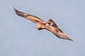 Booted Eagle Hieraaetus pennatus