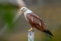 Brahminy Kite Haliastur indus indus