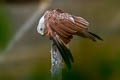 Brahminy Kite Haliastur indus indus