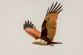 Brahminy Kite Haliastur indus indus