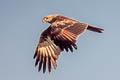 Brahminy Kite Haliastur indus indus