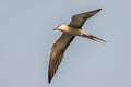 Bridled Tern Onychoprion anaethetus anaethetus