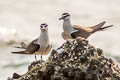 Bridled Tern Onychoprion anaethetus anaethetus