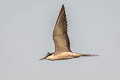 Bridled Tern Onychoprion anaethetus anaethetus