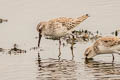 Broad-billed Sandpiper Calidris falcinellus sibrica