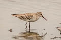 Broad-billed Sandpiper Calidris falcinellus sibrica