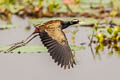 Bronze-winged Jacana Metopidius indicus 