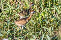 Bronze-winged Jacana Metopidius indicus 