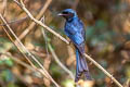 Bronzed Drongo Dicrurus aeneus aeneus