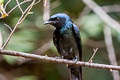 Bronzed Drongo Dicrurus aeneus aeneus