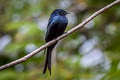 Bronzed Drongo Dicrurus aeneus aeneus