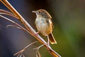 Brown Prinia Prinia polychroa deignani