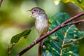 Brown Prinia Prinia polychroa deignani