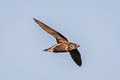 Brown-backed Needletail Hirundapus giganteus indicus