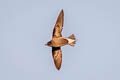 Brown-backed Needletail Hirundapus giganteus indicus