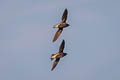 Brown-backed Needletail Hirundapus giganteus indicus