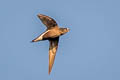 Brown-backed Needletail Hirundapus giganteus indicus