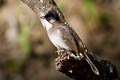 Brown-breasted Bulbul Pycnonotus xanthorrhous xanthorrhous