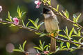 Brown-breasted Bulbul Pycnonotus xanthorrhous xanthorrhous