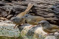 Brown-cheeked Fulvetta Alcippe poioicephala karenni