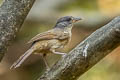 Brown-cheeked Fulvetta Alcippe poioicephala karenni