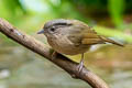 Brown-cheeked Fulvetta Alcippe poioicephala alearis