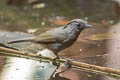 Brown-cheeked Fulvetta Alcippe poioicephala alearis