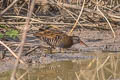 Brown-cheeked Rail Rallus indicus (Eastern Water Rail)