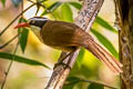 Brown-crowned Scimitar Babbler Pomatorhinus phayrei albogularis