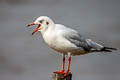 Brown-headed Gull Chroicocephalus brunnicephalus