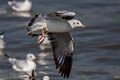 Brown-headed Gull Chroicocephalus brunnicephalus