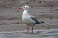 Brown-headed Gull Chroicocephalus brunnicephalus