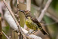 Brown-throated Sunbird Anthreptes malacensis malacensis