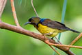 Brown-throated Sunbird Anthreptes malacensis malacensis