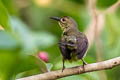 Brown-throated Sunbird Anthreptes malacensis malacensis