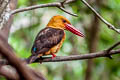 Brown-winged Kingfisher Pelargopsis amauroptera