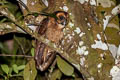 Brown Wood Owl Strix leptogrammica maingayi