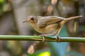 Buff-breasted Babbler Pellorneum tickelli fulvum