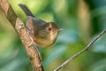 Buff-breasted Babbler Pellorneum tickelli fulvum