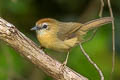 Buff-chested Babbler Cyanoderma ambiguum adjuncta