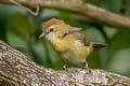 Buff-chested Babbler Cyanoderma ambiguum adjuncta