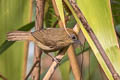 Buff-chested Babbler Cyanoderma ambiguum adjuncta