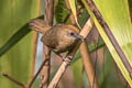 Buff-chested Babbler Cyanoderma ambiguum adjuncta